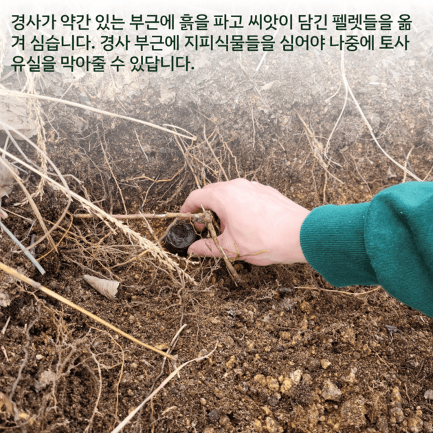 지피식물 심기 : 활동 플랜